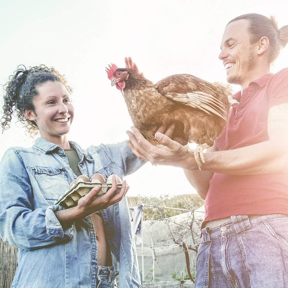 Outdoor Chicken Coop